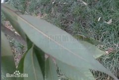 山楠图片_山楠的作用与用处