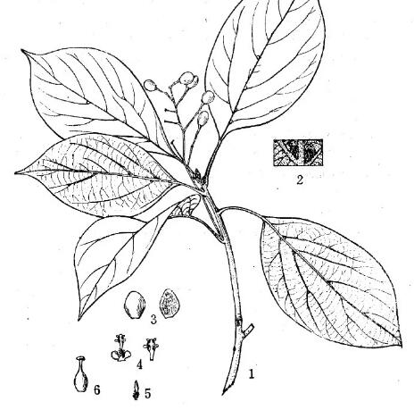 髯毛樟图片