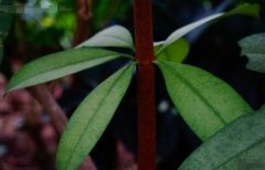 刀柄木_刀柄木图片