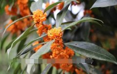 蜀桂_蜀桂图片