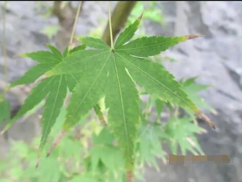 杈叶槭图片