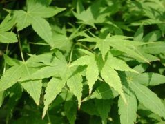 长尾槭_长尾槭图片