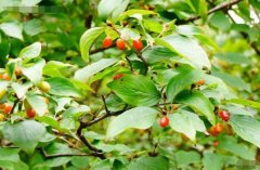 山茱萸图片_山茱萸有什么功效作用或药用价值