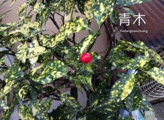 青木_青木图片