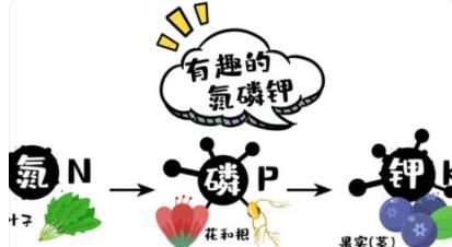 磷对人体的作用和功能?