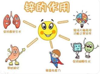 锌对人体有何作用与功效