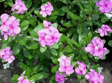 长春花原生态图片