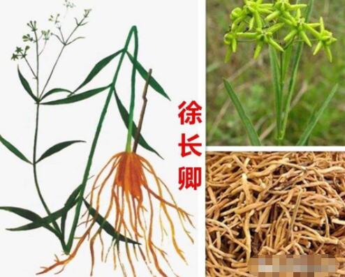 徐长卿图片