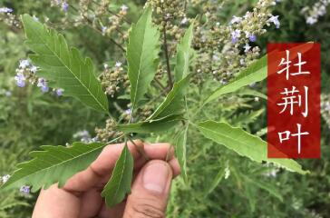 牡荆中草药图片