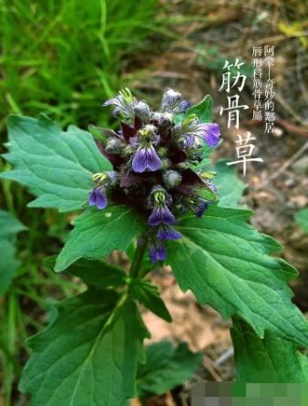 筋骨草中草药图片