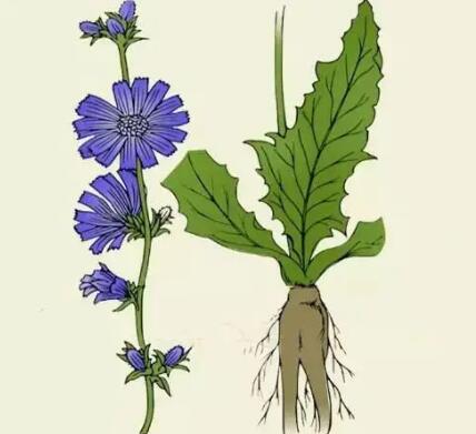 中药菊苣