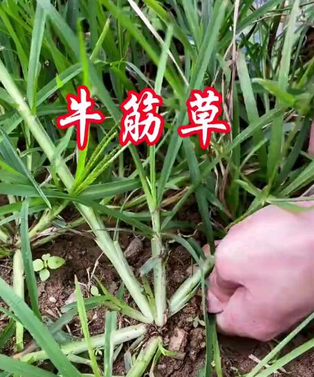 中药牛筋草