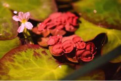 满江红的图片与功效_植物满江红的作用价值