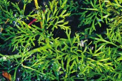 粗梗水蕨的图片与功效_植物粗梗水蕨的作用价值