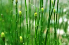节节草的图片与功效_植物节节草的作用价值