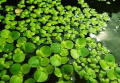 浮萍的图片与功效_植物浮萍的作用价值