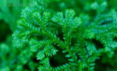 小翠云的图片与功效_植物小翠云的作用价值