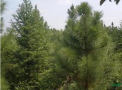 湿地松的图片与功效_植物湿地松的作用价值