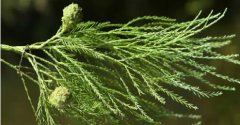 水松的图片与功效_植物水松的作用价值