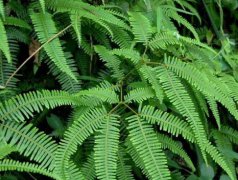池杉的图片与功效_植物池杉的作用价值