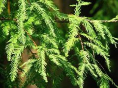 落羽杉的图片与功效_植物落羽杉的作用价值