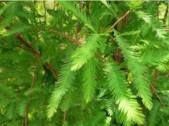 中山杉的图片与功效_植物中山杉的作用价值