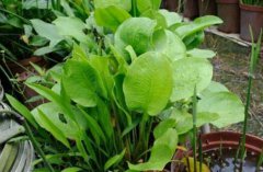 东方泽泻的图片与功效_植物东方泽泻的作用价值