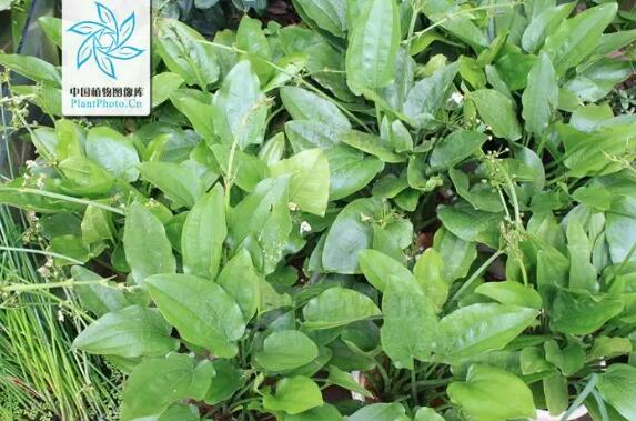宽叶泽苔草的图片与功效