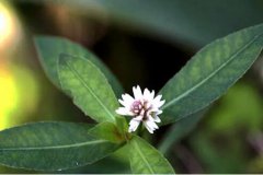 喜旱莲子草的图片与功效_植物喜旱莲子草的作用价值