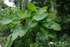 野芋的图片与功效_植物野芋的作用价值