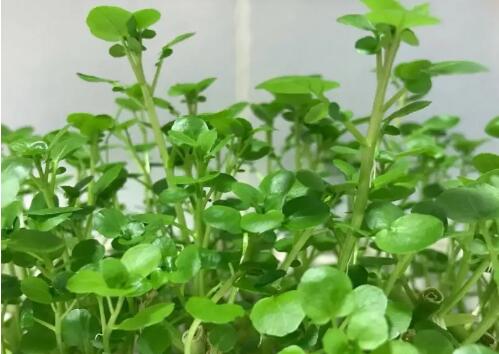 豆瓣菜的图片与功效