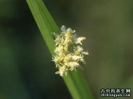水毛花的图片与功效