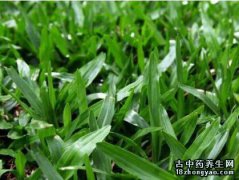 地毯草的图片与功效_植物地毯草的作用价值