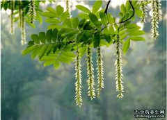枫杨的图片与功效_植物枫杨的作用价值