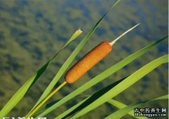 水蜡烛的图片与功效_植物水蜡烛的作用价值