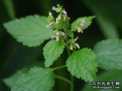 血见愁的图片与功效_植物血见愁的作用价值