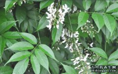 鱼藤的图片与功效_植物鱼藤的作用价值