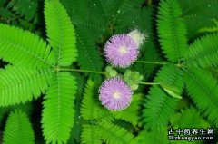 含羞草的图片与功效_植物含羞草的作用价值