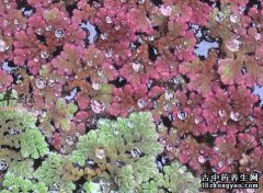 紫萍的图片与功效_植物紫萍的作用价值