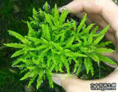 挖耳草的图片与功效_植物挖耳草的作用价值