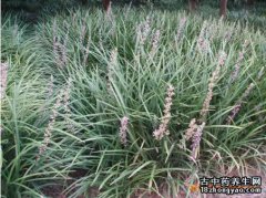 沿阶草的图片与功效_植物沿阶草的作用价值