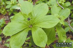 北重楼的图片与功效_植物北重楼的作用价值