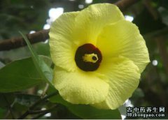 黄槿的图片与功效_植物黄槿的作用价值