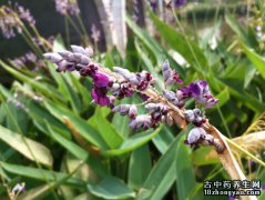 再力花的图片与功效_植物再力花的作用价值