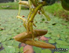 莼菜的图片与功效_植物莼菜的作用价值