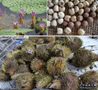 芡实的图片与功效_植物芡实的作用价值
