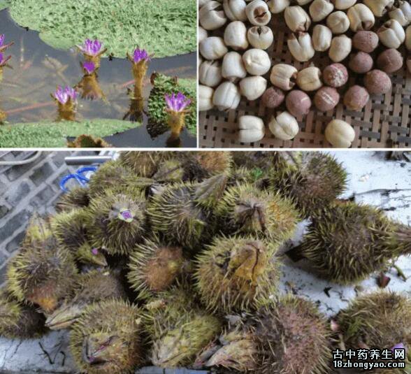 芡实的图片与功效