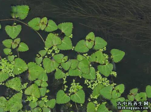 茶菱的图片与功效