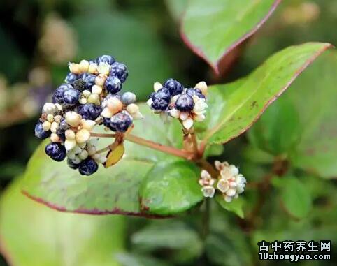 火炭母的图片与功效