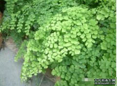 植物铁线蕨的作用价值_铁线蕨的图片与功效_